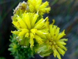Pteronia stricta var. stricta flowerheads