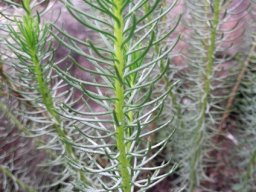Pteronia stricta var. stricta young plant