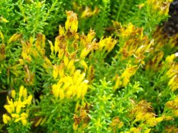 Pteronia uncinata