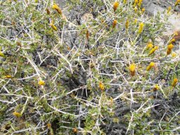 Pteronia viscosa