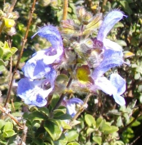 Salvia africana-caerulea