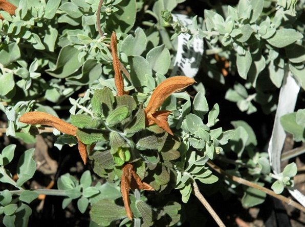 Salvia africana-lutea leaves and flowers 