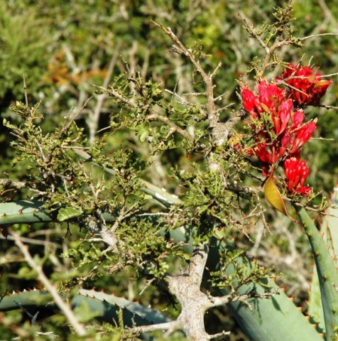 Schotia afra flowers