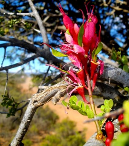 Schotia afra var. afra pods emerging