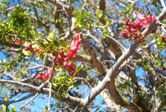 Schotia afra var. afra stems