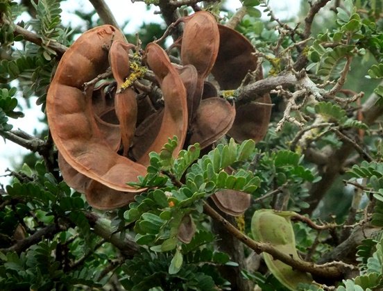 Schotia afra var. afra pods