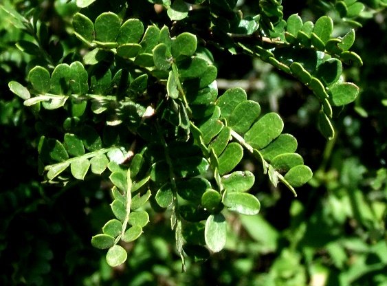 Schotia afra var. afra leaves