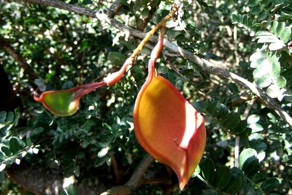 Schotia afra var. afra pod beginnings