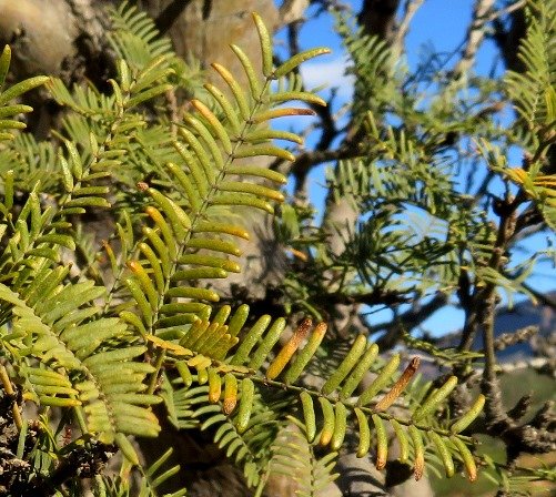 Schotia afra var. angustifolia leaves