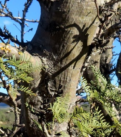 Schotia afra var. angustifolia bark