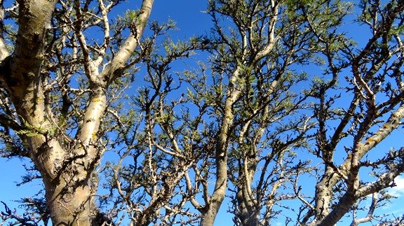 Schotia afra var. angustifolia upper branches