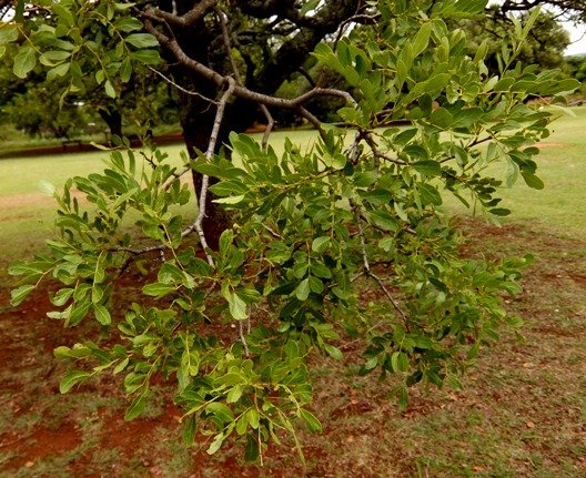 Schotia brachypetala leaves