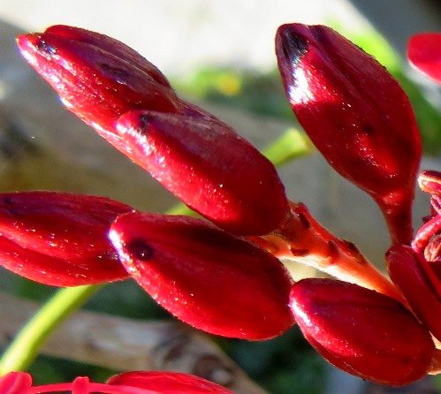 Schotia brachypetala buds