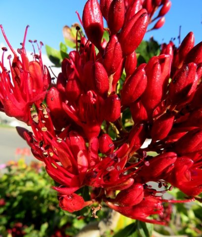 Schotia brachypetala inflorescence
