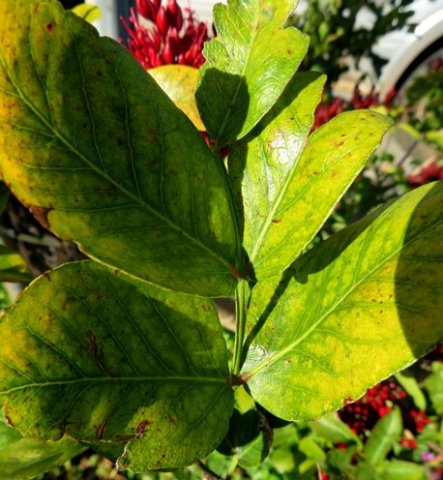 Schotia brachypetala discoloured leaflets