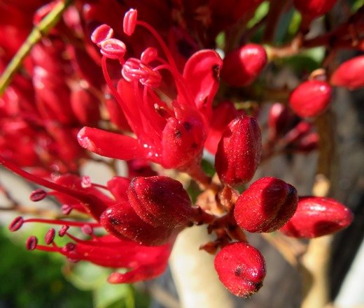 Schotia brachypetala anthers without visible pollen