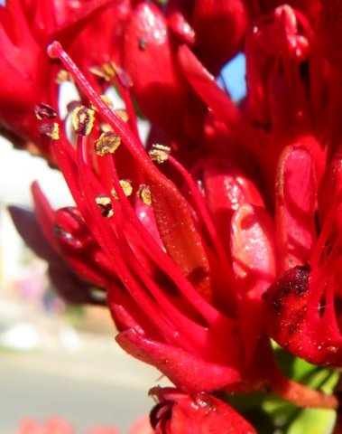 Schotia brachypetala ovary and ripe pollen