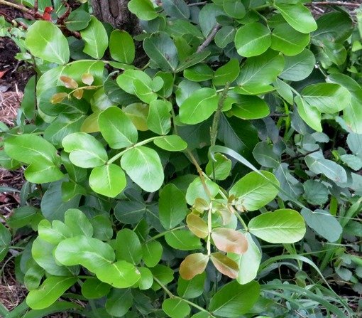 Schotia capitata