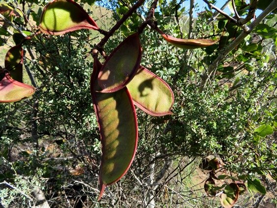 Schotia latifolia fruit pods