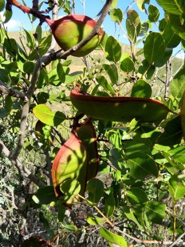 Schotia latifolia