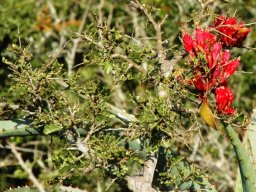 Schotia afra flowers