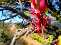 Schotia afra var. afra pods emerging