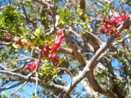 Schotia afra var. afra stems