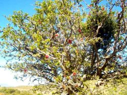 Schotia afra var. afra in the Little Karoo