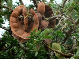 Schotia afra var. afra pods