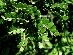 Schotia afra var. afra leaves