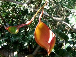 Schotia afra var. afra pod beginnings