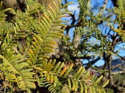 Schotia afra var. angustifolia leaves