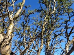 Schotia afra var. angustifolia upper branches