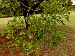 Schotia brachypetala leaves