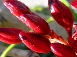 Schotia brachypetala buds