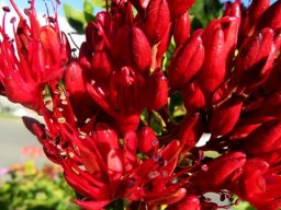 Schotia brachypetala inflorescence