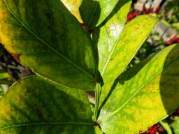Schotia brachypetala discoloured leaflets