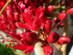 Schotia brachypetala anthers without visible pollen