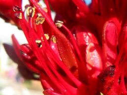 Schotia brachypetala ovary and ripe pollen