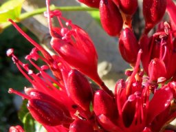 Schotia brachypetala long flower tube