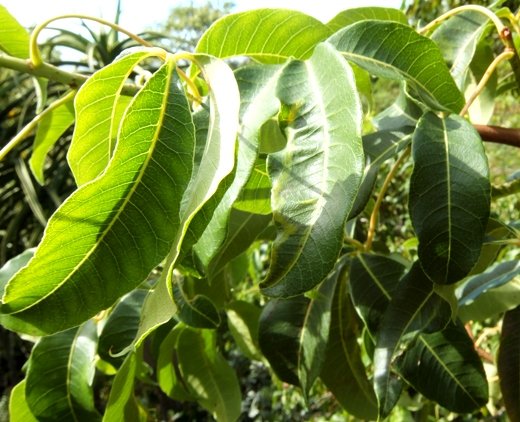 Searsia chirindensis leaves