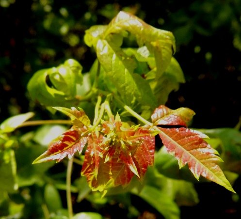 Searsia dentata new growth