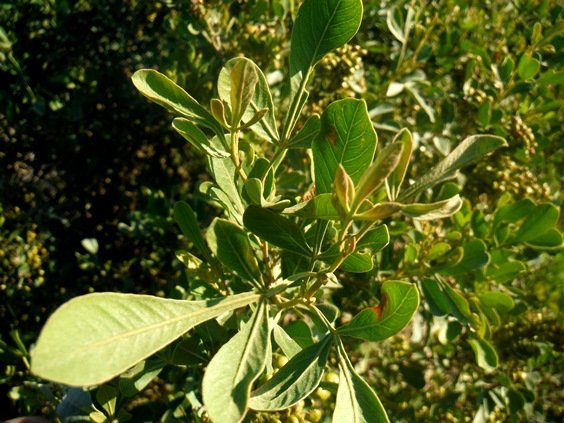 Searsia laevigata 