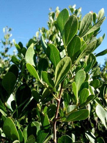 Searsia lucida forma lucida leaves