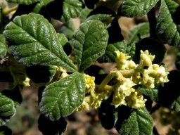 Searsia incisa var. effusa leaf