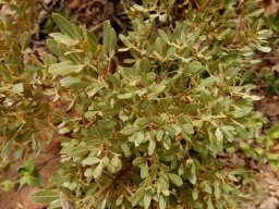 Searsia magalismontana subsp. magalismontana leaves