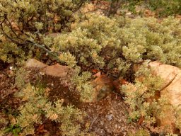 Searsia magalismontana subsp. magalismontana