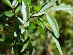 Searsia pendulina