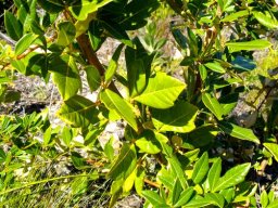 Searsia tomentosa leaves