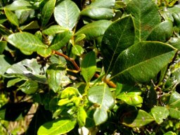 Searsia tomentosa